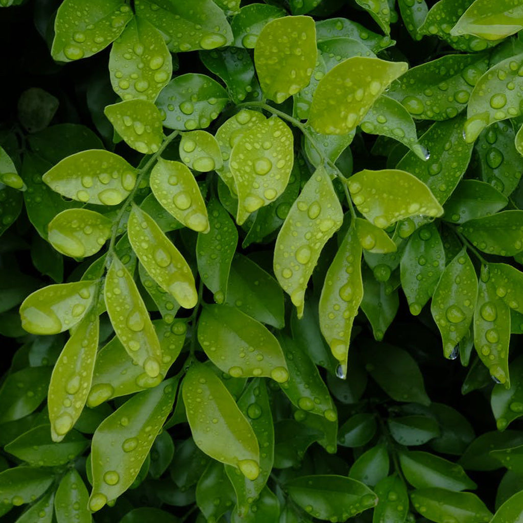 image of green leaves with dewdrops