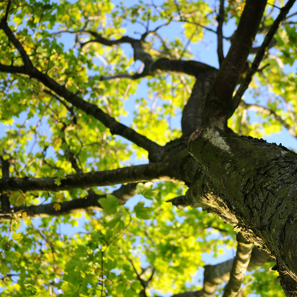 Tree trunk with branches against a blue sky